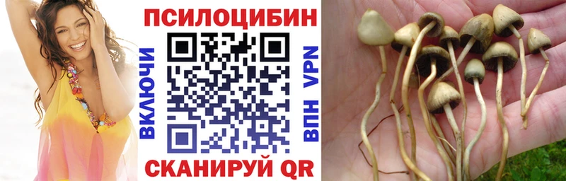 shop телеграм  Пестово  Псилоцибиновые грибы Psilocybine cubensis  MEGA ссылка 